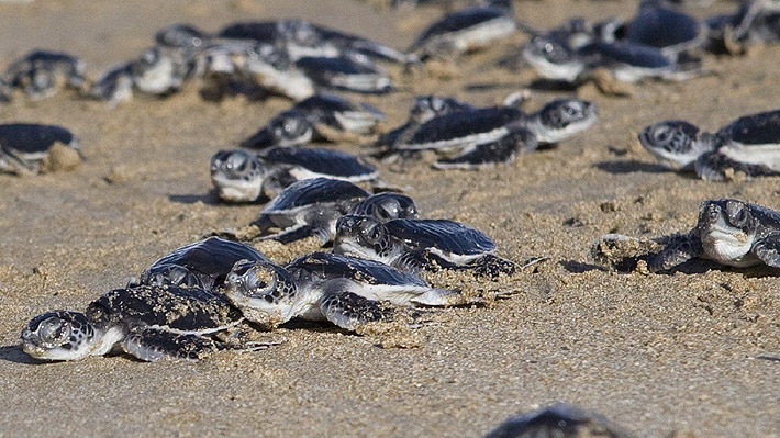 Liberación de tortugas
